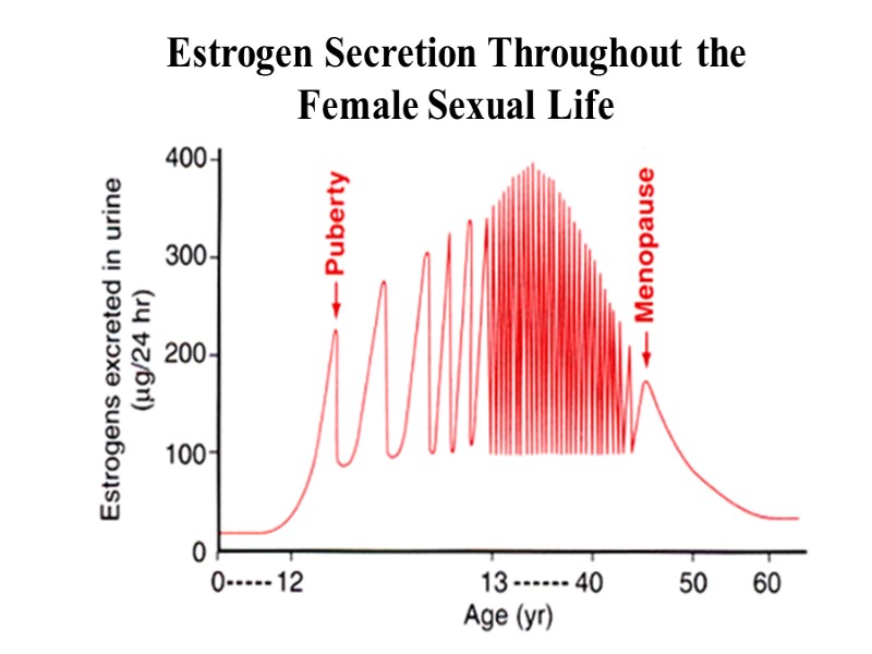 Estrogen Secretion Throughout the Female Sexual Life